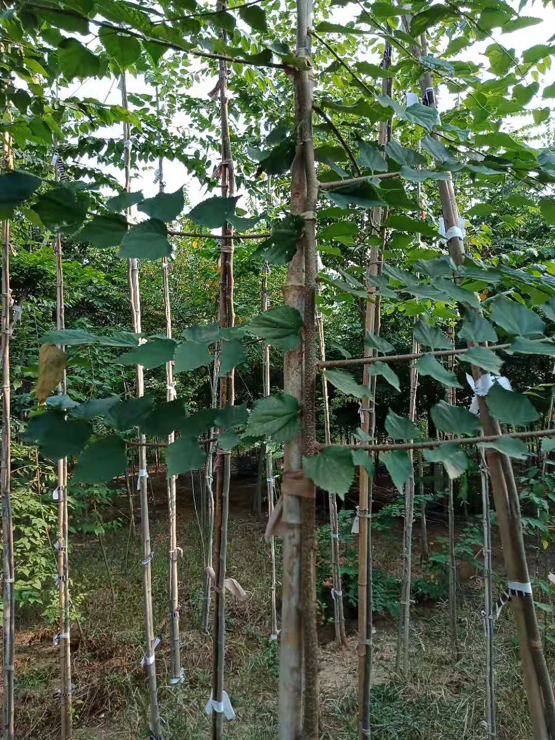 青檀树2